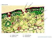 15_Pinus x250_labels.jpg